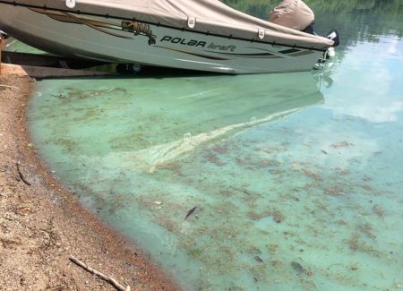Fleurs d'eau de cyanobactéries observées dans le lac Ha! Ha!