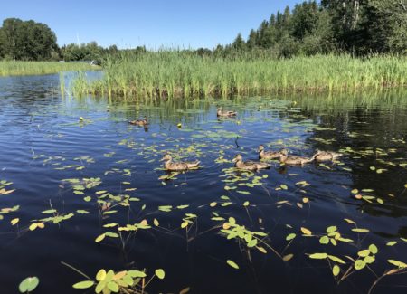 Projet Macrophyte BGelinas 6