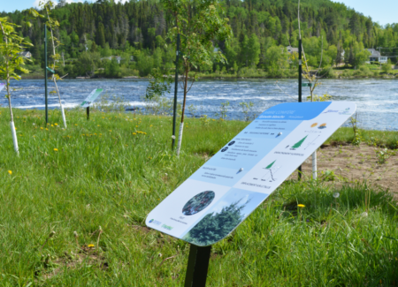 Panneau d'interprétation des arbres et arbustre de la bande riveraine (2)