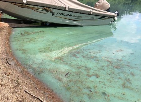 Fleurs d'eau de cyanobactéries observées dans le lac Ha! Ha! 2020