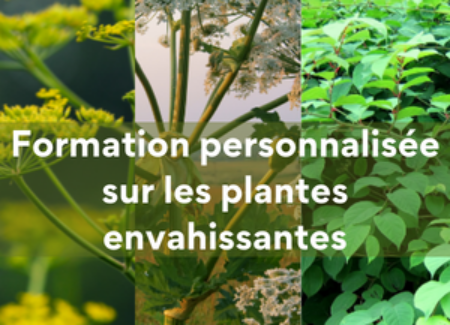 Formation personnalisée sur les plantes envahissantes