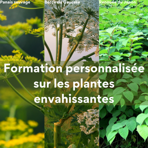 Formation personnalisée sur les plantes envahissantes